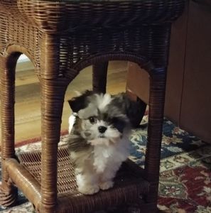 Meet your Posher, Cheri